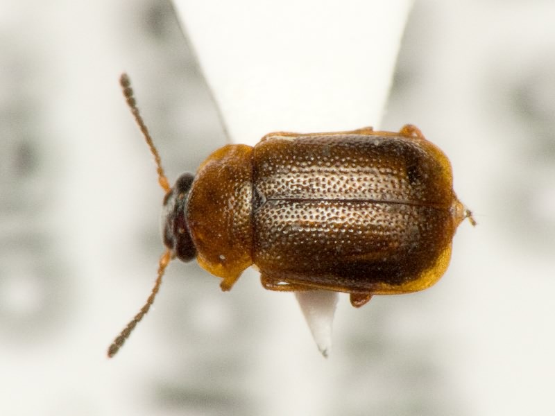 Anthobium atrocephalum (Gyllenhal, 1827)
